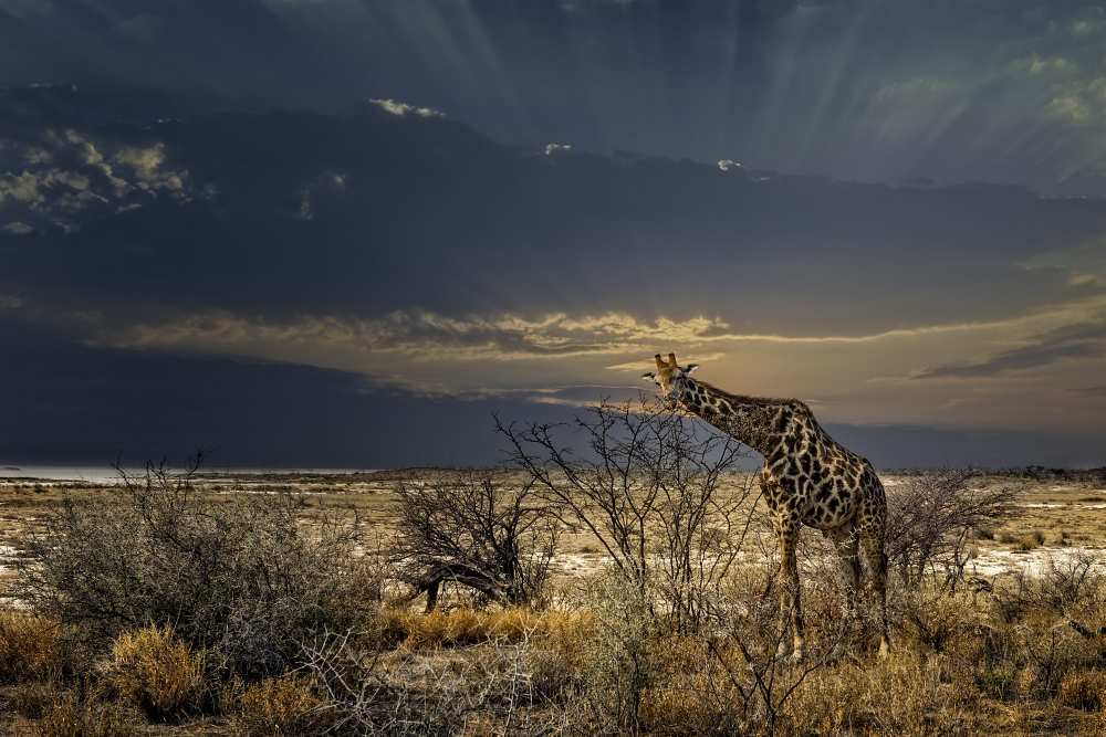 sunrise in Etosha NP von Piet Flour