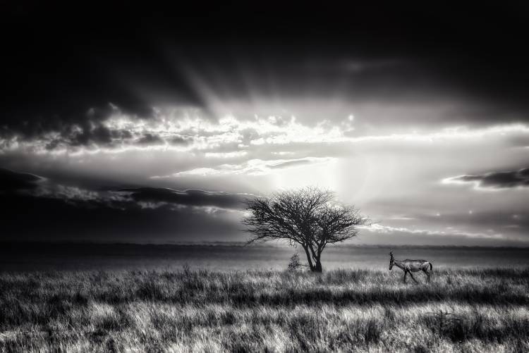 sunrise with hartebeest von Piet Flour