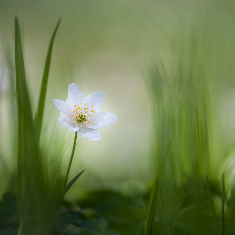 alone......... von Piet Haaksma