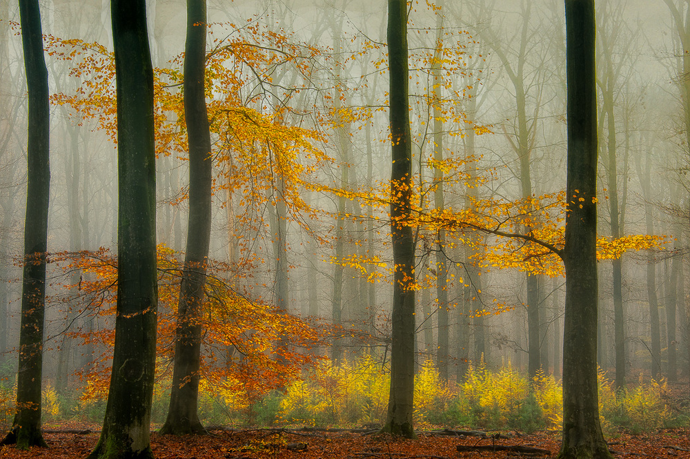 The latest autumn colors ............. von Piet Haaksma