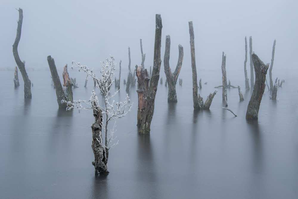 Frozen and foggy world ........ von Piet Haaksma
