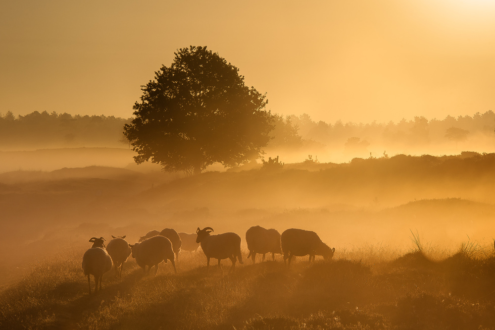 Golden sunrise ......... von Piet Haaksma