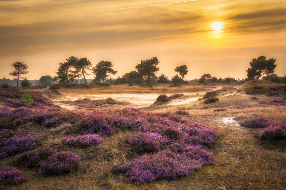 Heather in bloom von Piet Haaksma