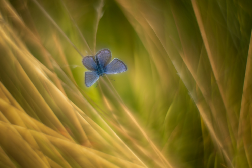 Silvery Blue von Piet Haaksma