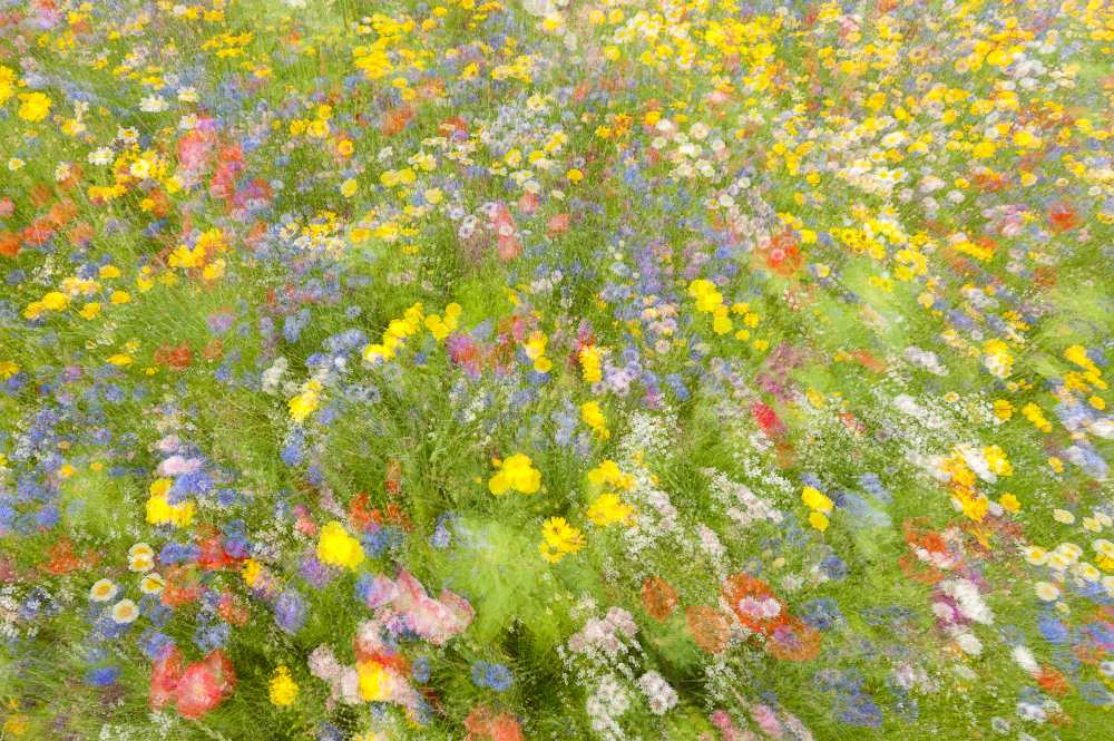 Summer field flowers.......... von Piet Haaksma