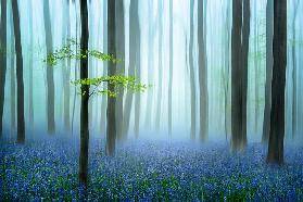 the blue forest ........