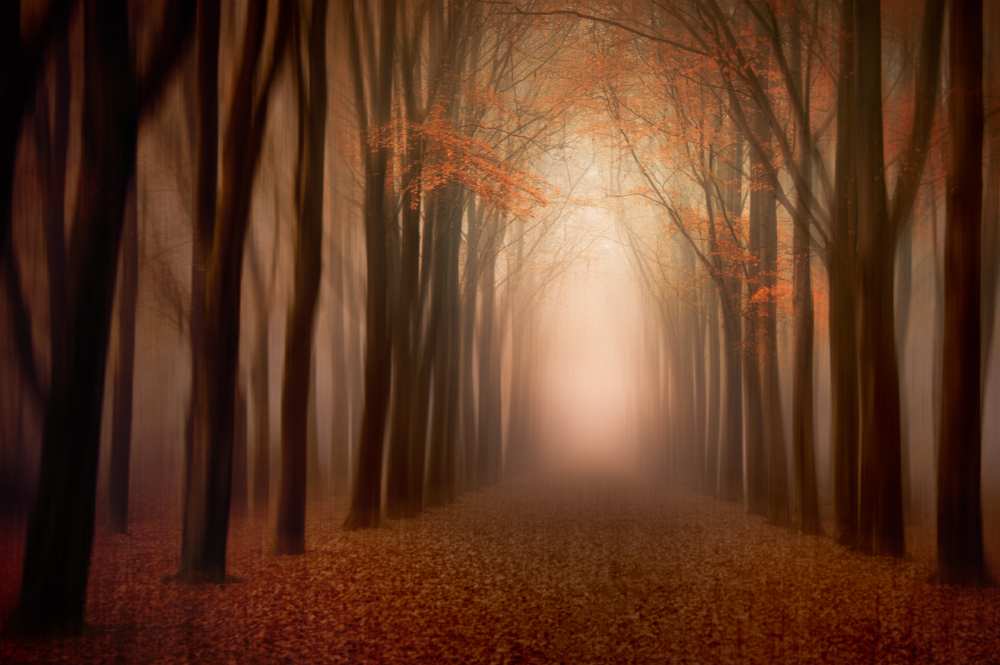 to the light .......... von Piet Haaksma