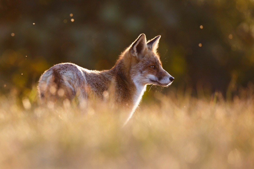 Last Light Fox von Pim Leijen