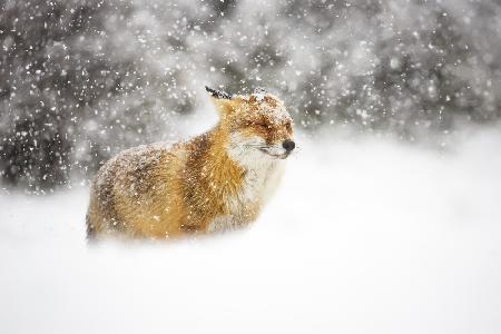 Red fox in a heavy snowstorm