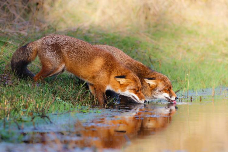 Thirsty von Pim Leijen