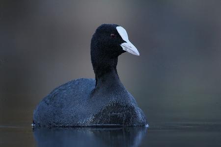 Big Bird (Coot)