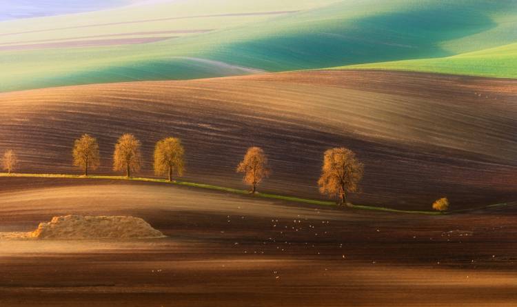 Moravian Trees von Piotr Krol (Bax)