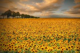Sunflowers - Piotr Krol (Bax)