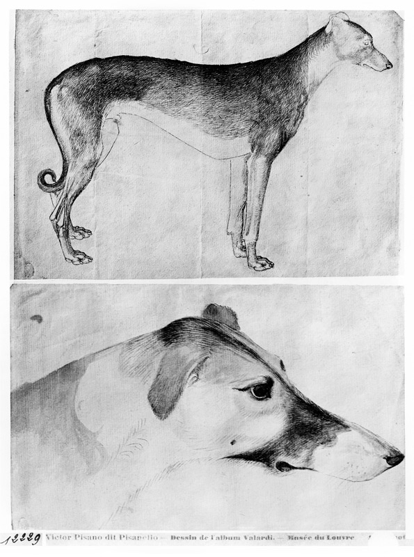 Greyhound and head of a greyhound, from the The Vallardi Album von Pisanello