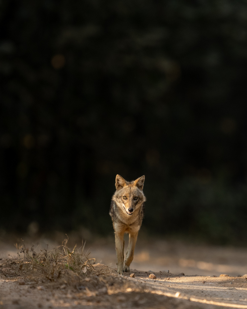 Shadows &amp; Light von Piyush Thacker