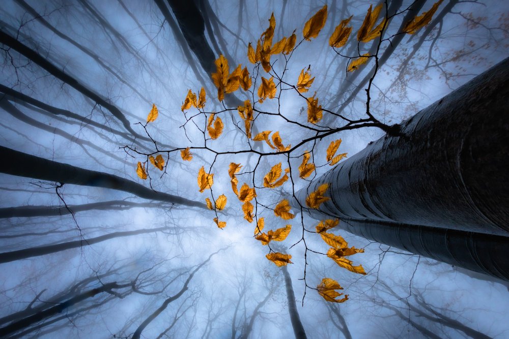 Autumn leaves von Plamen Penov