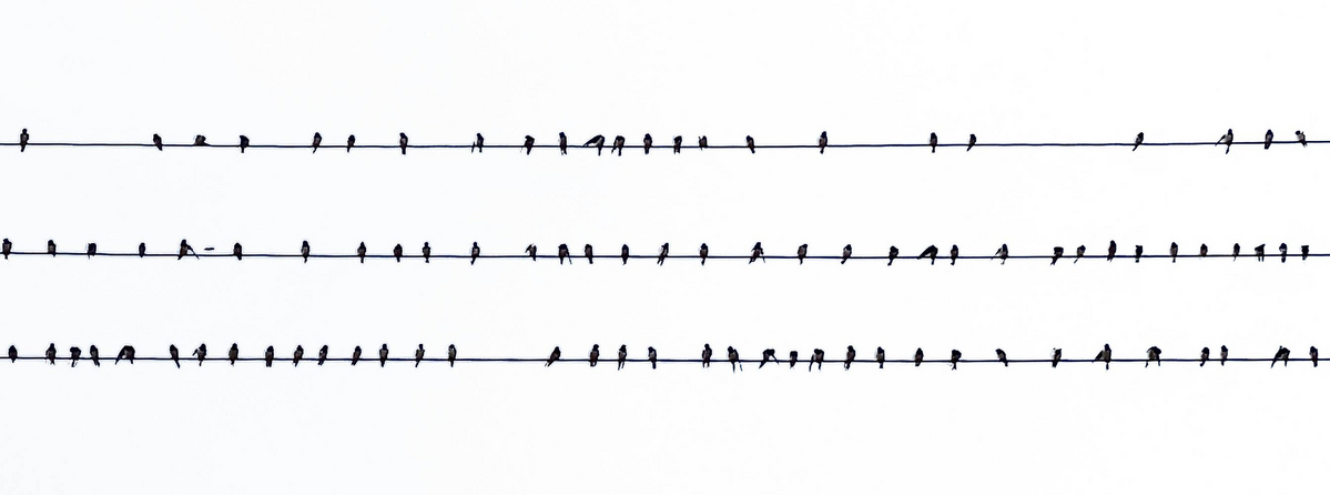 Birds von Regina Porip