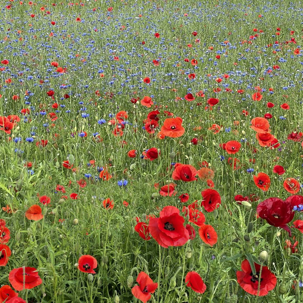 Roter Mohn von Regina Porip