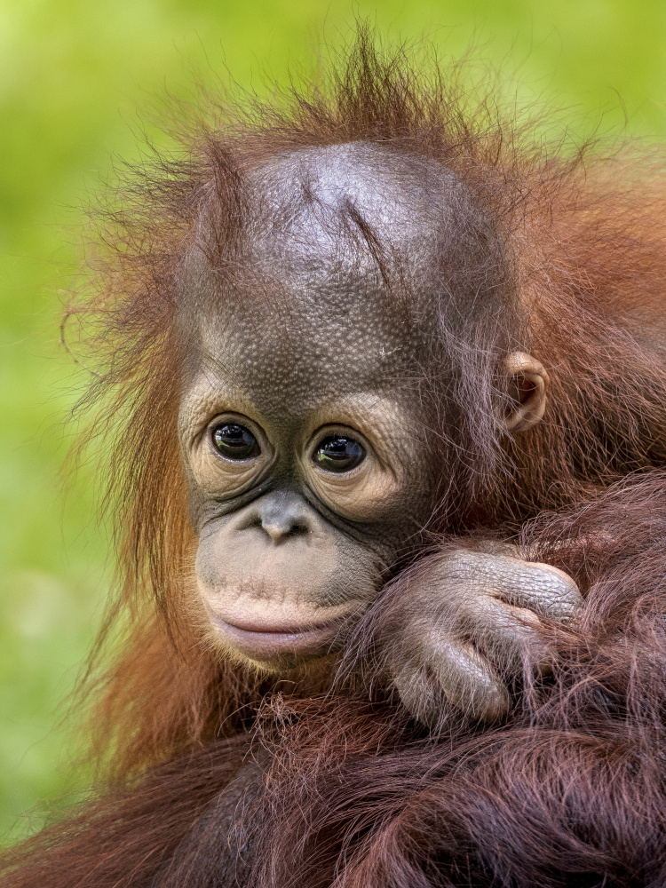 Face baby orangutan von Prabu Dennaga