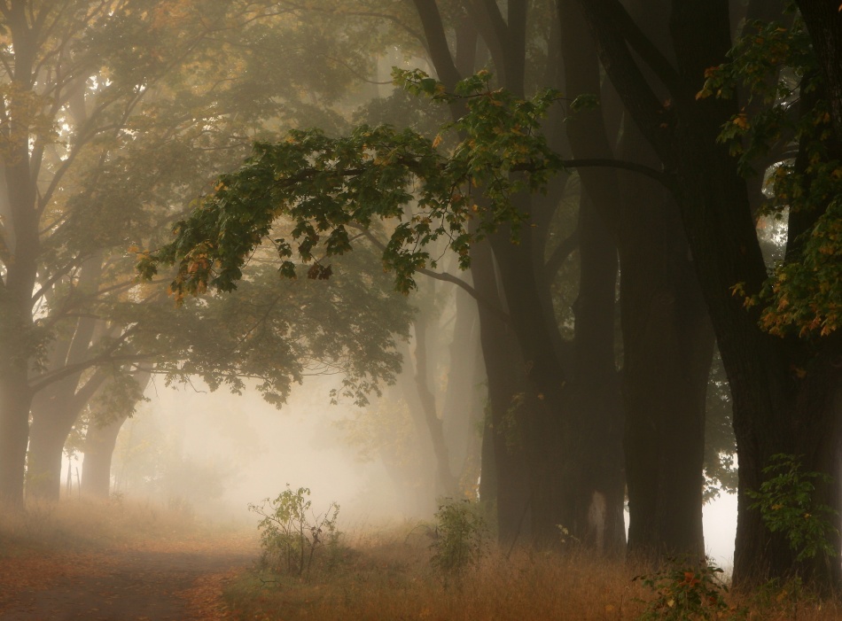 Autumn von Przemyslaw Kruk