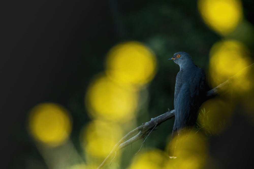 Common cuckoo von ptu6ki