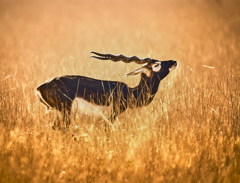 Golden Paradise von Puneet Sikand