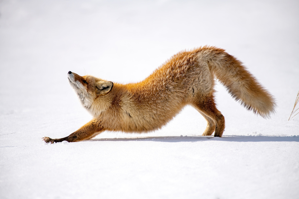 Melting Heart (Anahatasana) von Q Liu