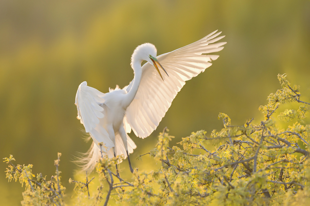 Happy Landing von Qing Zhao