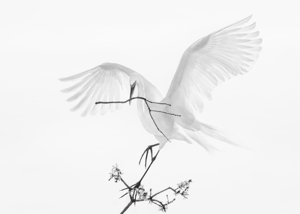 Transparent Wings von Qing Zhao