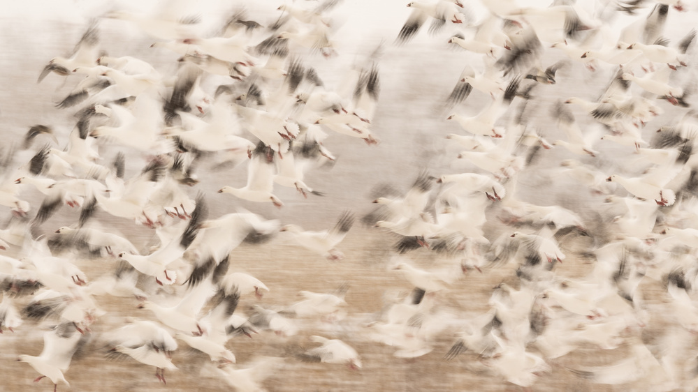 untitledl von Qingsong Wang