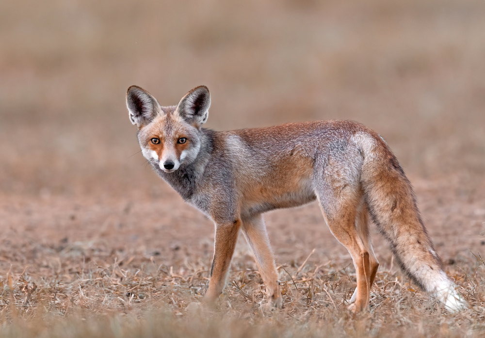 out of the blue! von Raad Btoush