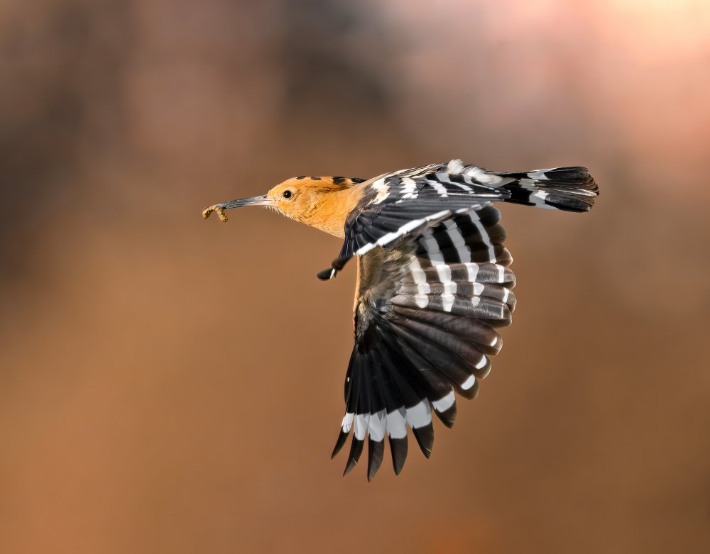 Hoopoe &amp; catch von Raad Btoush
