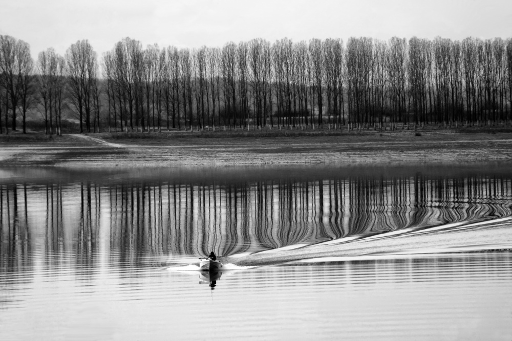 Follow the trees von Racho