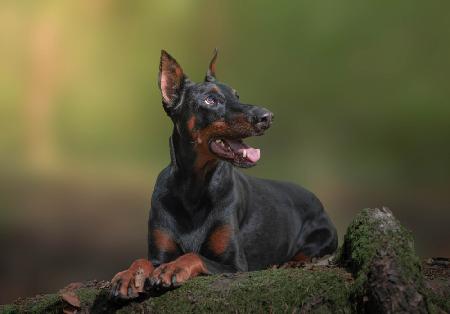Doberman Nira