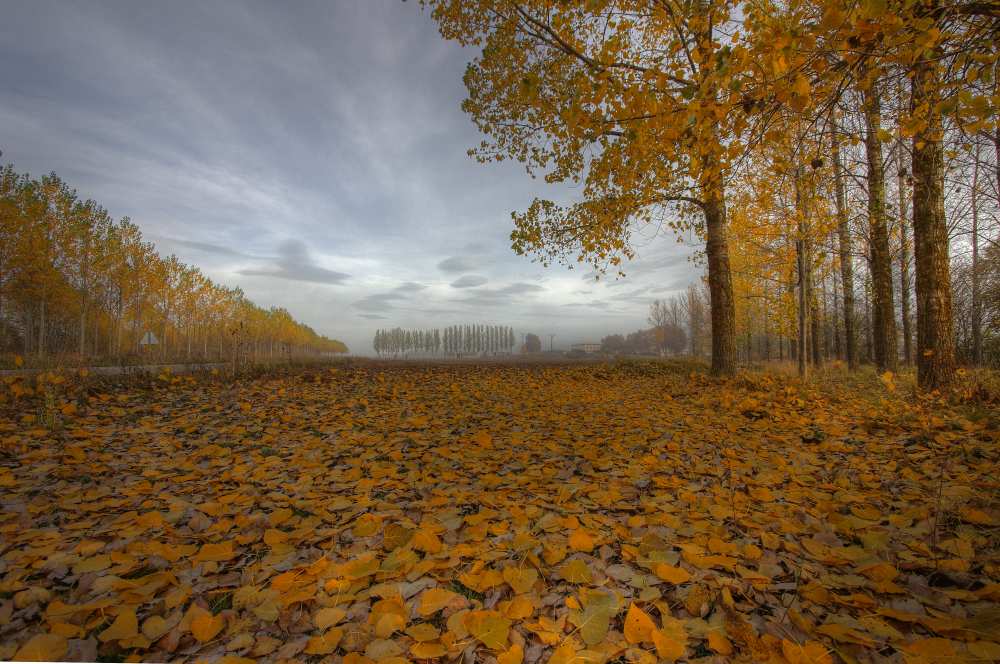 Melancholy day von Radiga