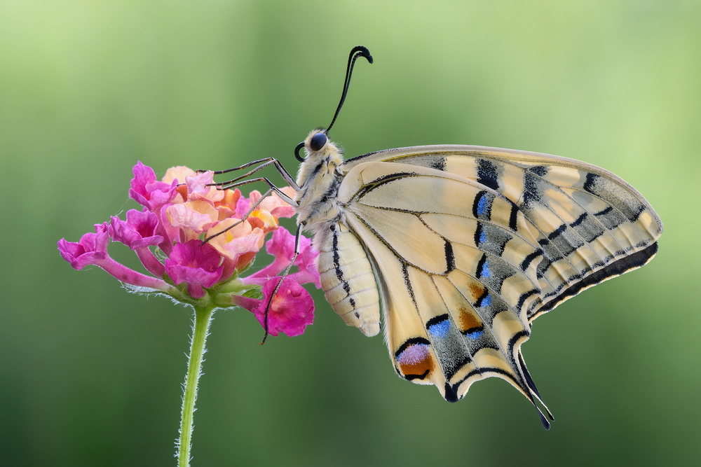 *** von Raffaella Coreggioli
