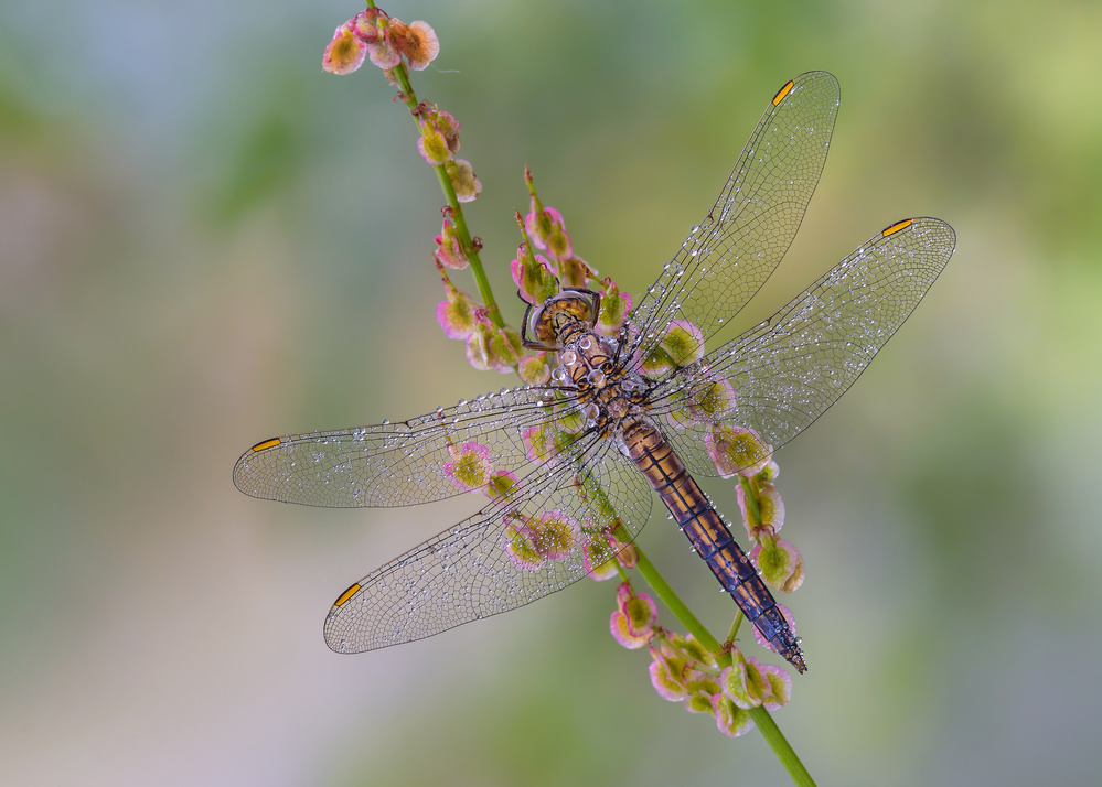 Orthetrum brunneum von Raffaella Coreggioli