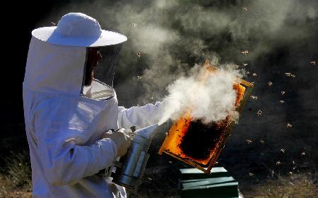 Beekeeping