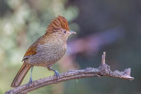 Straited laughingthrush