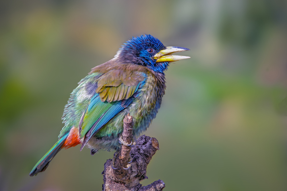 Great  Barbet von Rahul Wedpathak