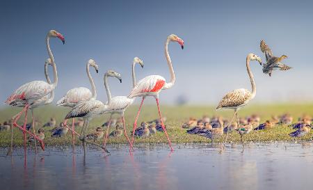 Family Morning Walk.