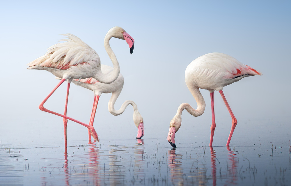 Greater Flamingos von Rahul Wedpathak