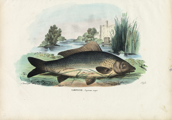 Common Carp von Raimundo Petraroja