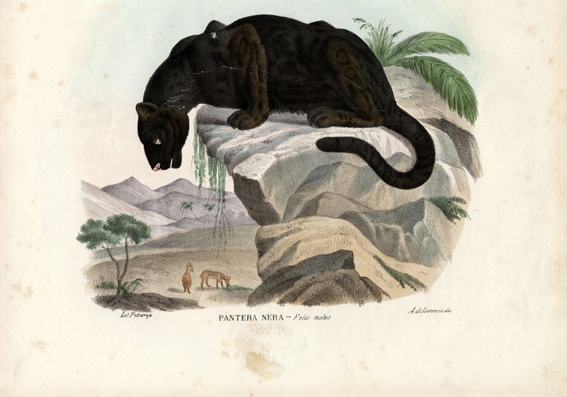 Javan Leopard von Raimundo Petraroja