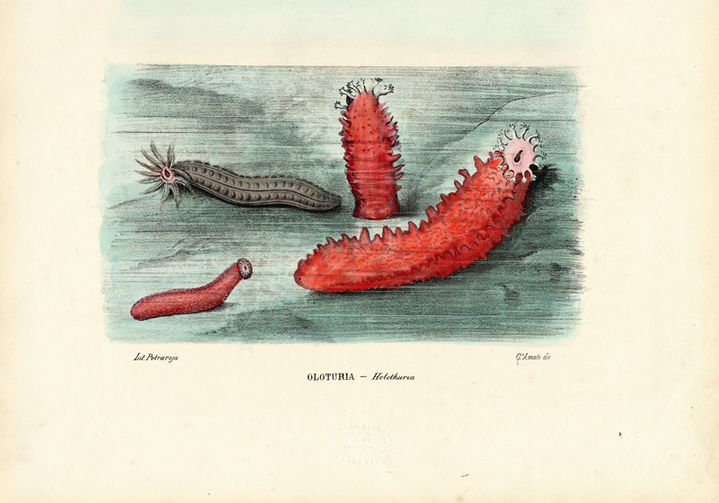 Sea Cucumber von Raimundo Petraroja