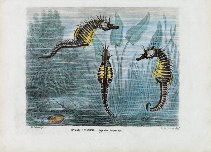 Seahorses von Raimundo Petraroja