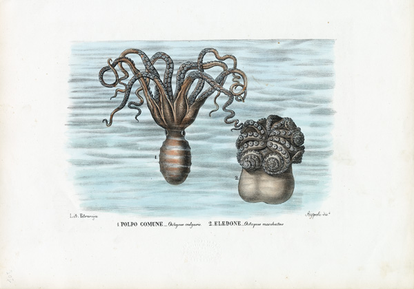 Common Octopus von Raimundo Petraroja