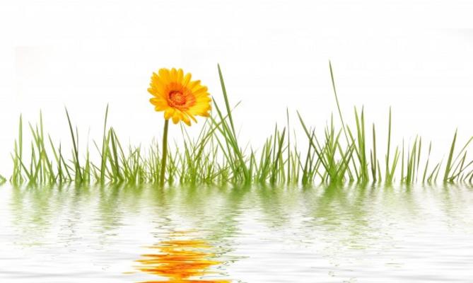 Gras von Rainer Junker