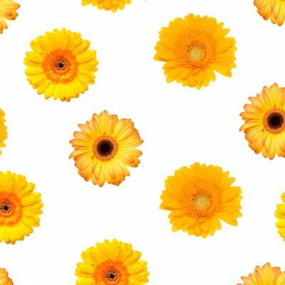 Gerbera von Rainer Junker