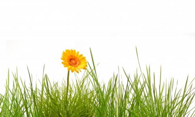 Gras von Rainer Junker